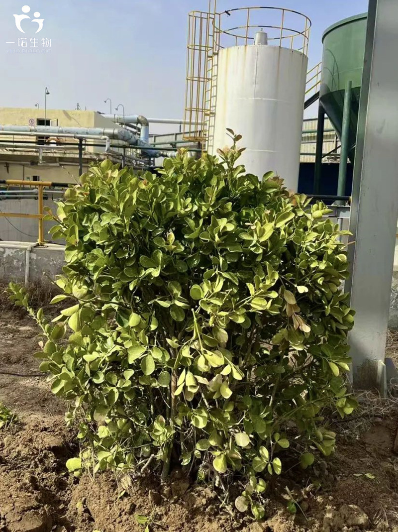 山東地區(qū)企業(yè)環(huán)保行動,綠色化工發(fā)展理念,生物質材料